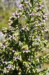 Heterochaenia rivalsii  Campanulaceae  Endémique Réunion