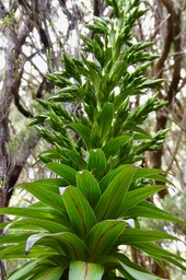 Heterochaenia rivalsii  Campanulaceae  Endémique Réunion (2)