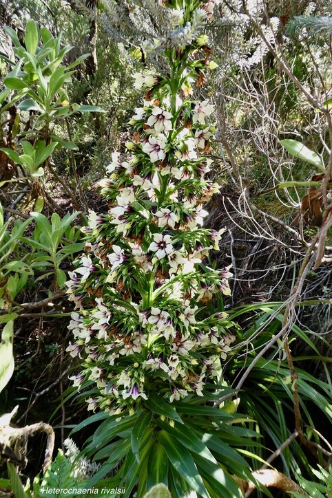 Heterochaenia rivalsii  Campanulaceae  Endémique Réunion (7)