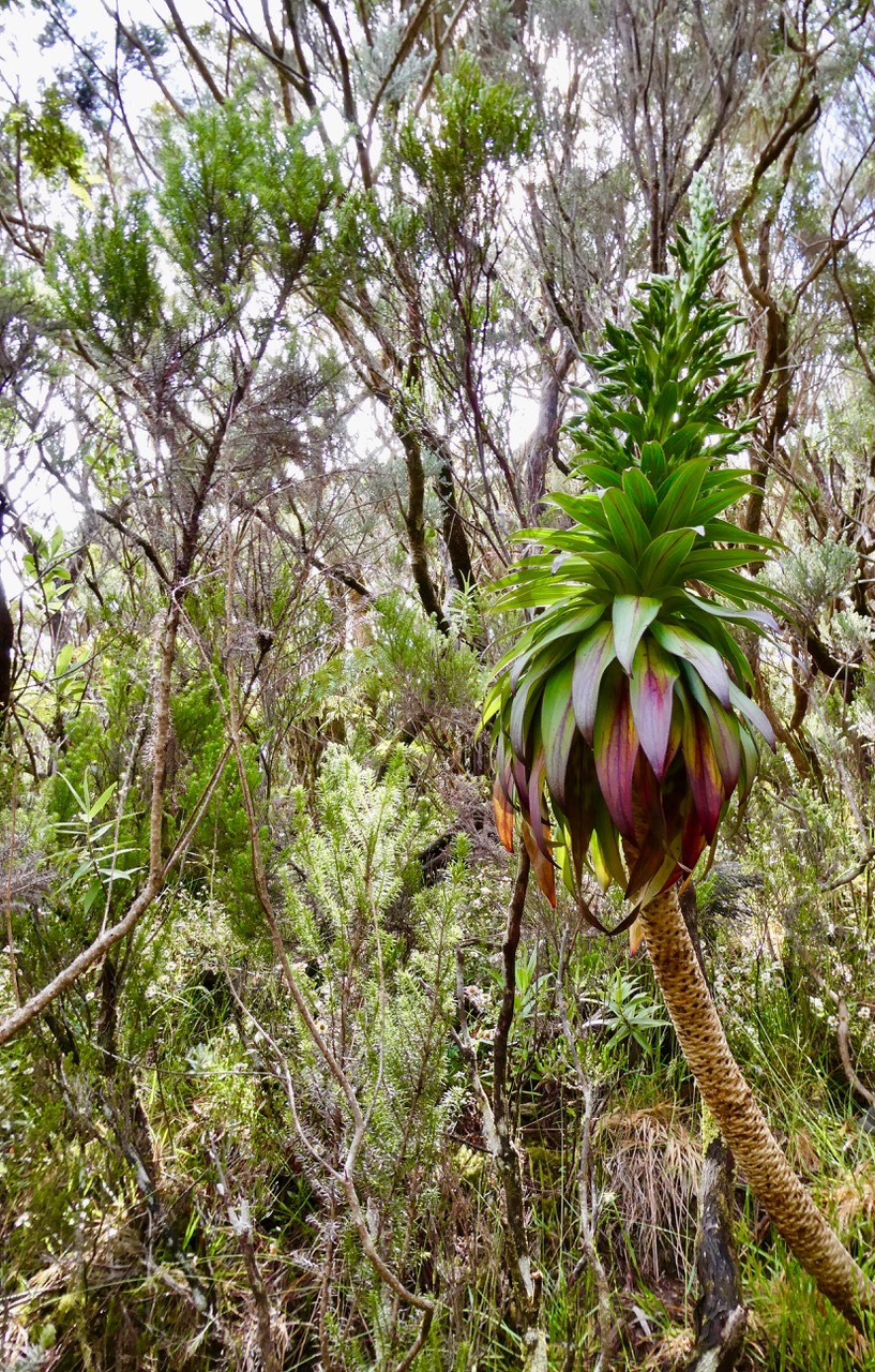 Heterochaenia rivalsii (avec inflorescence en boutons ) Campanulaceae  Endémique Réunion (1)