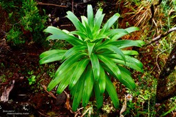 Heterochaenia rivalsii (jeune plant )  Campanulaceae  Endémique Réunion