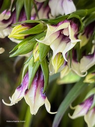 Heterochaenia rivalsii (détail de l'inflorescence ) Campanulaceae  Endémique Réunion (9)