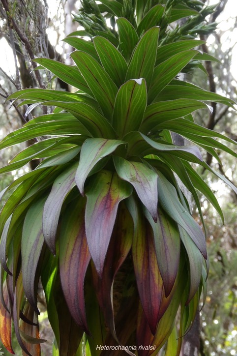 Heterochaenia rivalsii.( feuilles à la base de l'inflorescence ) campanulaceae.endémique RéunionP1038317