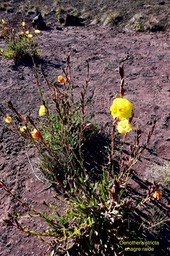 Oenothera stricta.onagre raide.onagraceae.potentiellement envahissante.P1038565