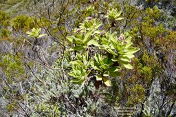 Psiadia anchusifolia  Bouillon  blanc  ASTERACEE  Endémique Réunion