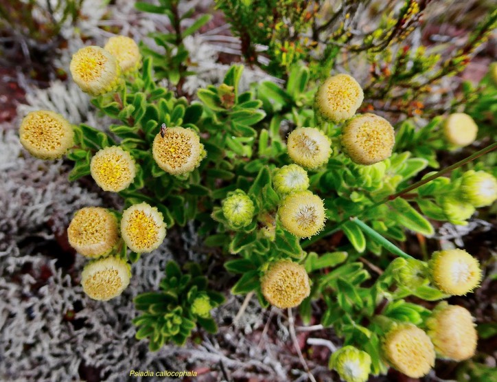 Psiadia callocephala.asteraceae.endémique Réunion