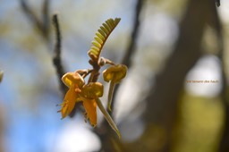 Sophora denudata Petit tamarin des hauts  Fabaceae Endémique La Réunion 6298