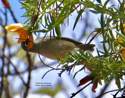 Zosterops olivaceus.oiseau vert à lunettes.zosteropidae.endémique Réunion.P1038595