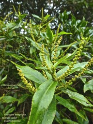 Acalypha integrifolia . Bois de Violon