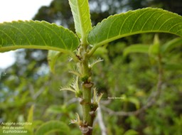 Acalypha integrifolia. Bois de violon