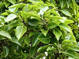 Ficus densifolia. Affouche. Moraceae P1280064