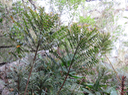 10 Phyllanthus phillyreifolius Poir. - Bois de négresse - Phyllanthaceae - Endémique Réunion et Maurice