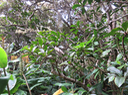15 Badula barthesia  - Bois de savon  - Primulaceae - B