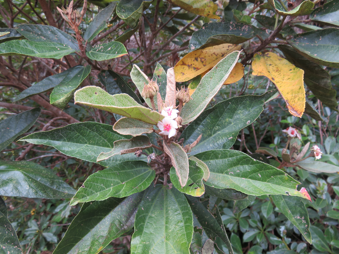 25 Dombeya punctata - Mahot à petites feuilles - Malvaceae - endémique de la Réunion