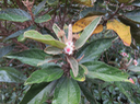 26 Dombeya punctata - Mahot à petites feuilles - Malvaceae - endémique de la Réunion