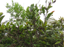 28 Fruits de Antidesma madagascariense - Bois de cabri (blanc) - Euphorbiaceae