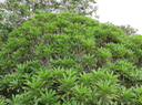 29 Psiadia dentata - Ti mangue - Asteraceae - endémique R