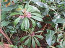 3 Badula borbonica - Bois de savon - PRIMULACEAE  Myrsinacée