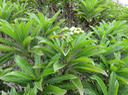 30 Fleurs Psiadia dentata - Ti mangue - Asteraceae - endémique R