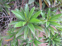 31 Psiadia dentata - Ti mangue - Asteraceae - endémique R