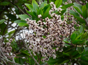 33 Nuxia verticillata - Bois maigre - Stilbacée-M.