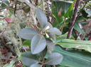 9 Turraea monticola Bosser - Ø - Meliaceae  - Mascareignes