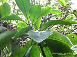 Badula barthesia . bois de savon avec des fruits . primulaceae .P1560883