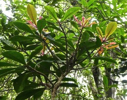 Badula barthesia . bois de savon . primulaceae .endémique Réunion P1560829