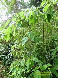 Behmeria macrophylla . bois de source noir .P1560618