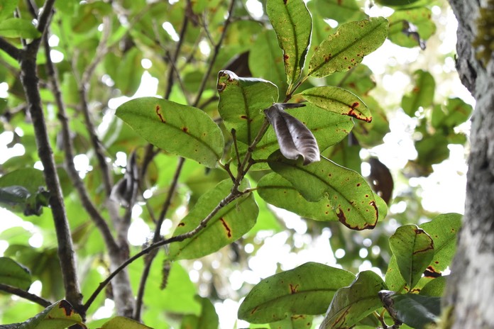 Bois de nèfles à GROSSES feuilles - Eugenia mespiloides - MYRTACEAE - Endémique Réunion 