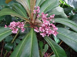 Bois de savon en fleur - Badula borbonica - PRIMULACEAE - Endémique Réunion