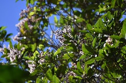 Bois maigre - Nuxia verticillata - STILBACEAE - Endémique Réunion, Maurice