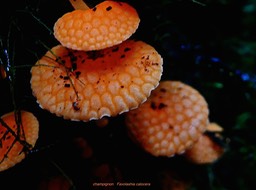 champignon Favolashia calocera face supérieure P1560685