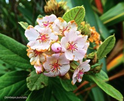 Dombeya punctata . malvaceae . endémique Réunion P1560892