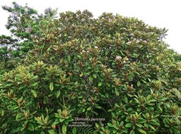 Dombeya punctata . malvaceae . endémique Réunion P1570050