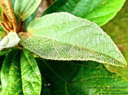 Dombeya punctata malvaceae . endémique Réunion P1560970