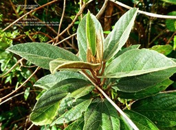 Dombeya punctata .malvaceae .endémique Réunion P1560974