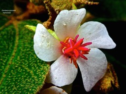 Dombeya punctata .malvaceae .endémique Réunion P1560958
