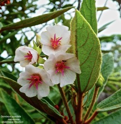 Dombrya punctata . malvaceae . endémique Réunion P1570003