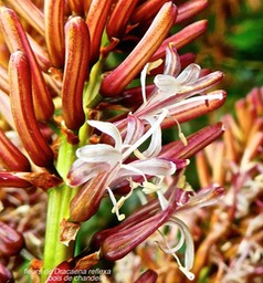 Dracaena reflexa . bois de chandelle . fleurs  P1560939