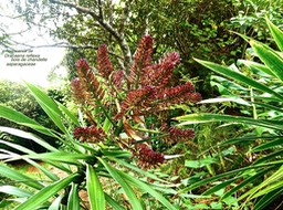 Dracaena reflexa . bois de chandelle . inflorescence avec fleurs en boutons P1560942