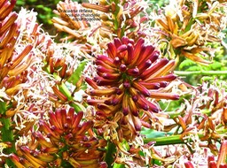 Dracaena reflexa . bois de chandelle .détail de l'inflorescence P1560921