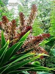 Dracaena reflexa . bois de chandelle. inflorescence avec fleurs épanouies  P1560919
