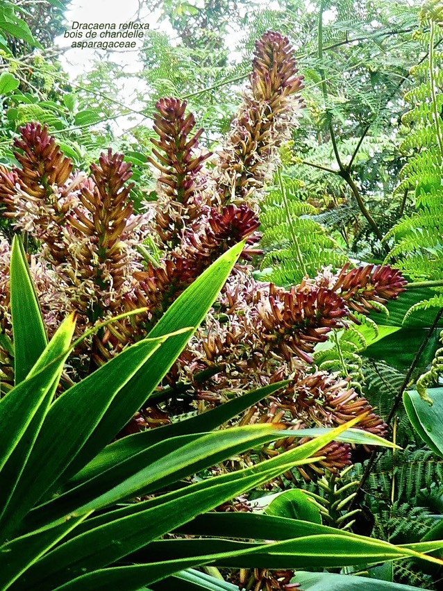 Dracaena reflexa . bois de chandelle. inflorescence avec fleurs épanouies  P1560919