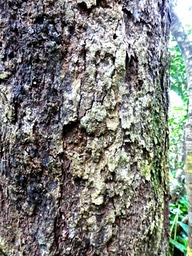 écorce du tronc de Sideroxylon majus .bois de fer blanc . sapotaceae ;P1560822