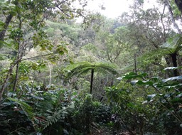 Forêt humide de moyenne altitude