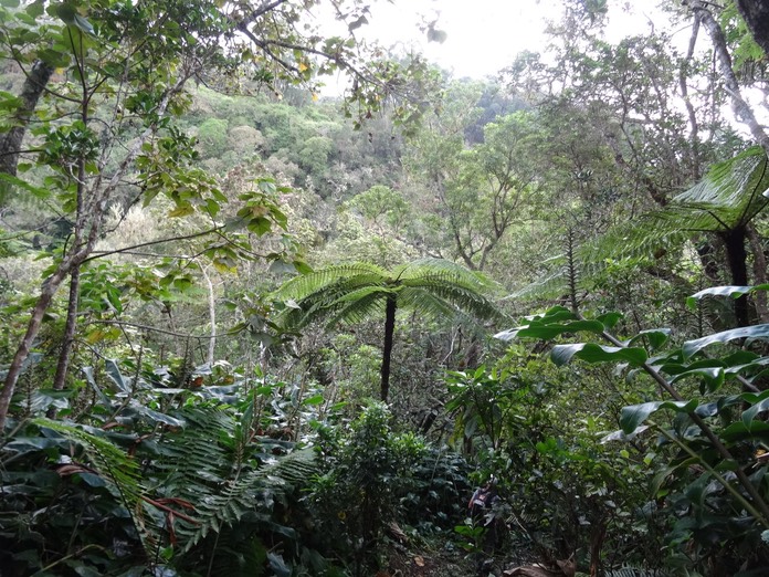 Forêt humide de moyenne altitude