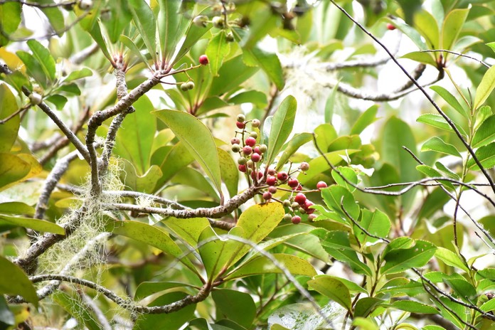 Fruits du Bois de savon - Badula barthesia - PRIMULACEAE- Endémique Réunion