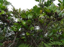 Grappes de fruits de Bois de cabri blanc - Antidesma madagascariense - PHYLLANTACEAE - Indigène Réunion