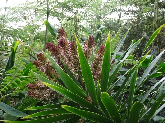 Inflorescence Bois de chandelle - Dracaena reflexa - ASPARAGACEAE - Indigène Réunion